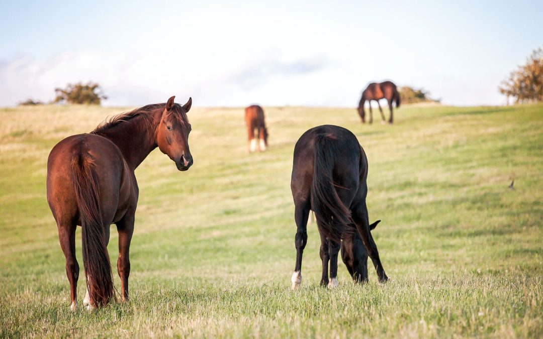 5 Horse Breeding tips in Lake Macquarie