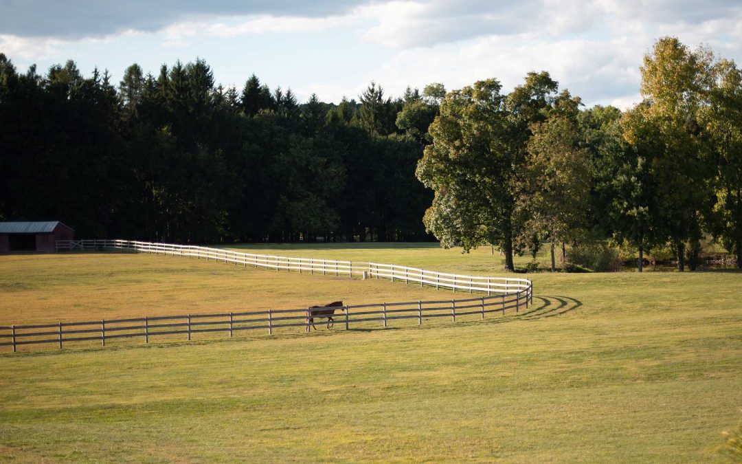 Preparing a Yearling For Sale