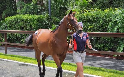 Preparing Our Horses For Sale